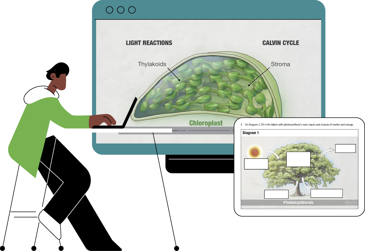 A man working at his laptop with two browser windows displaying diagrams of Chloroplast and Photosynthesis